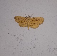 Polygrammodes eleuata