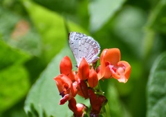 Celastrina echo gozora