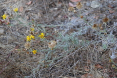 Heterotheca sessiliflora echioides