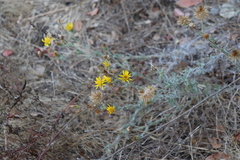 Heterotheca sessiliflora echioides