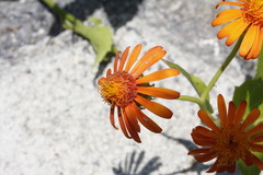 Pseudogynoxys chenopodioides