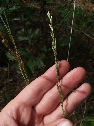 Image of Carolina Fluff Grass (Tridens carolinianus) by (c) Will McFarland, some rights reserved (CC BY)