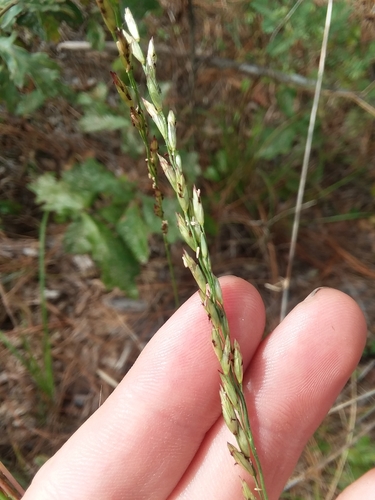 Image of Carolina Fluff Grass (Tridens carolinianus) by (c) Will McFarland, some rights reserved (CC BY)
