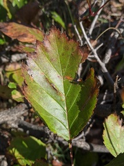 Crataegus macrosperma