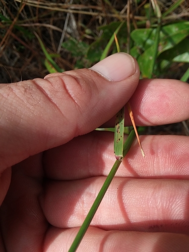 Image of Tridens carolinianus by (c) Will McFarland, some rights reserved (CC BY)