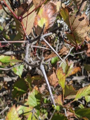Crataegus macrosperma