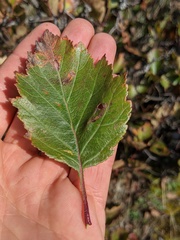 Crataegus macrosperma
