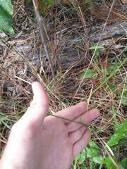 Tridens carolinianus