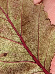 Crataegus macrosperma