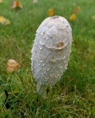 Coprinus comatus