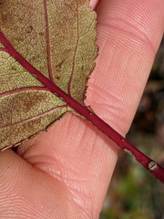 Crataegus macrosperma