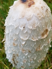 Coprinus comatus