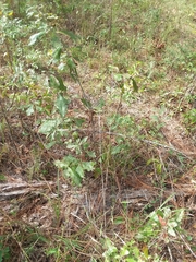 Tridens carolinianus