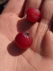 Crataegus macrosperma