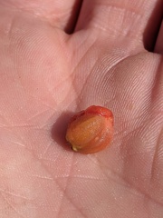 Crataegus macrosperma