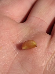 Crataegus macrosperma