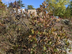 Crataegus macrosperma