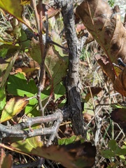 Crataegus macrosperma