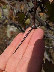 Crataegus macrosperma