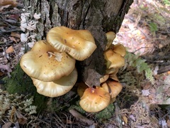 Pholiota cerifera