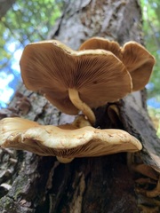 Pholiota cerifera