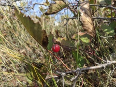 Crataegus macrosperma