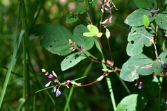 Desmodium pringlei