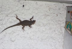 Sceloporus cyanogenys