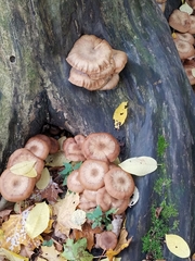 Armillaria