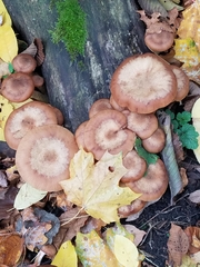 Armillaria