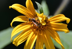 Xanthocampsomeris completa