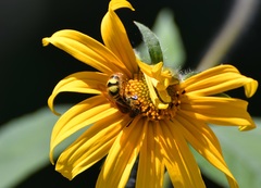 Xanthocampsomeris completa