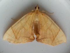 Eulithis diversilineata