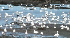 Anser caerulescens atlanticus