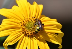 Xanthocampsomeris completa