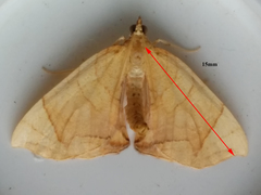 Eulithis diversilineata