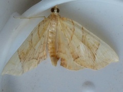 Eulithis diversilineata