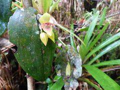 Pleurothallis siphoglossa