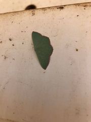 Prasinocyma semicrocea