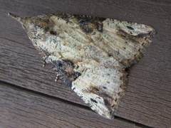 Hypena tristalis