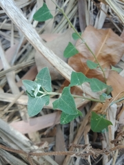 Chenopodium robertianum