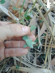 Chenopodium robertianum