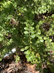 Catesbaea melanocarpa