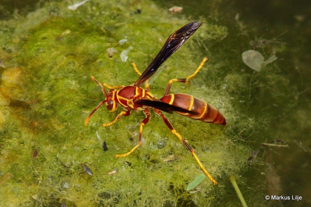 Arizona Paper Wasp