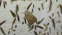 Agrotis vetusta