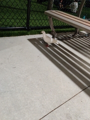 Columba livia domestica