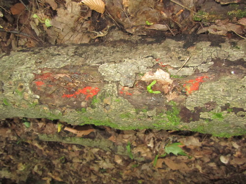 Tulasnellaceae image