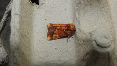 Papaipema leucostigma