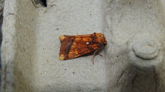 Papaipema leucostigma