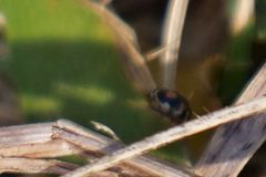 Hyperaspis festiva